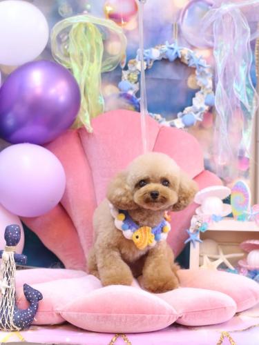 20240829ラブちゃん